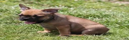 French Bulldog dogs for sale: SNOOPY RED WITH BLACK MASK - Ad 2