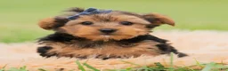 Yorkshire Terrier dogs for sale: Fizzie  - Ad 1