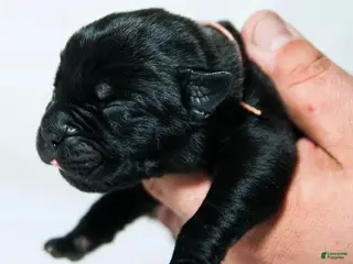 Cane Corso dogs Titan Bones Shadow Nyx - Ad 40