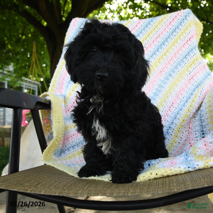 Havapoo dogs Bouncer - Ad 1