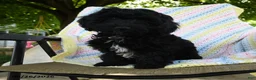 Havapoo dogs for sale: Bouncer - Ad 1