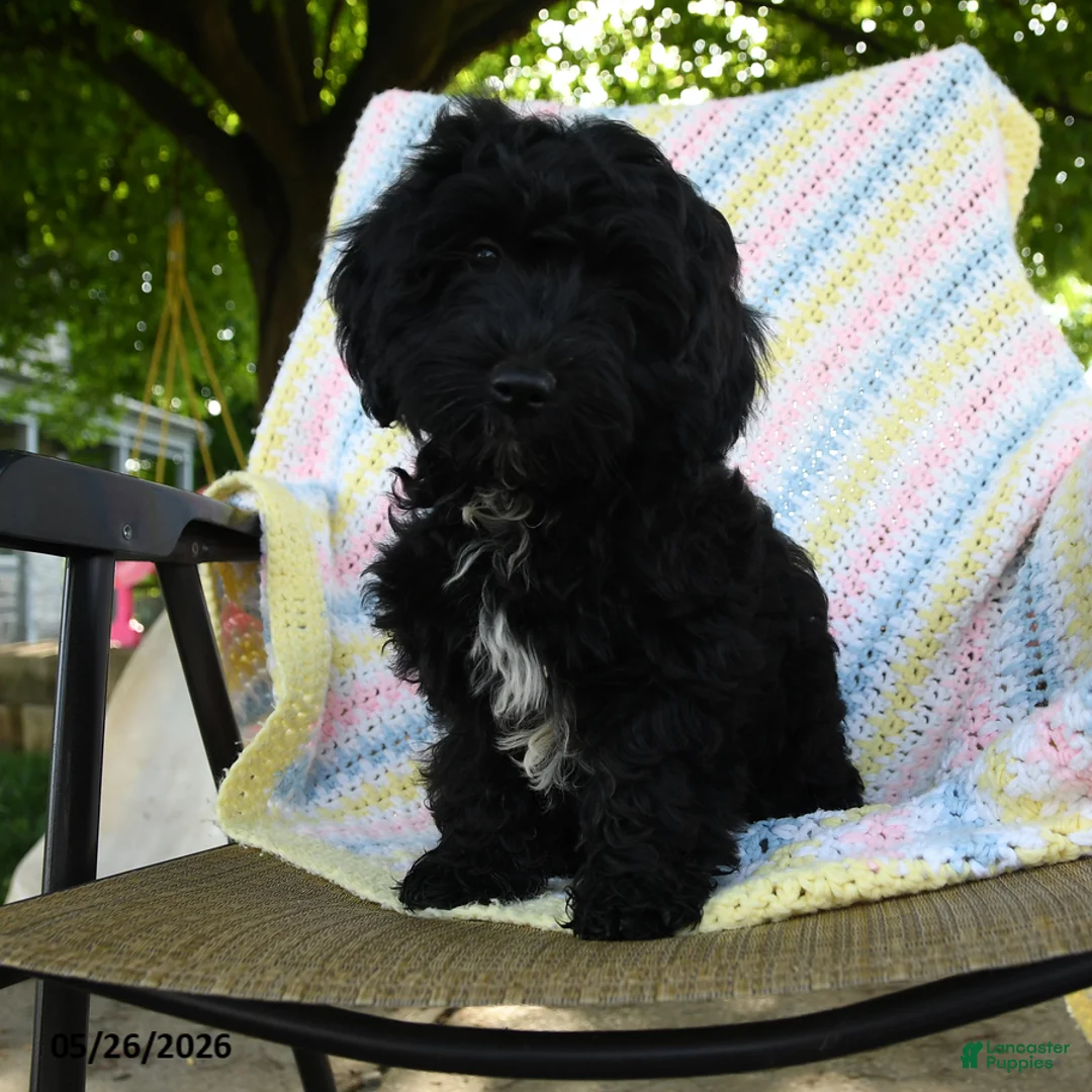 Havapoo dogs for sale: Bouncer - Ad 1