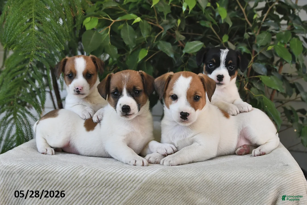Jack Russell Terrier dogs for sale: Skyla - Ad 3