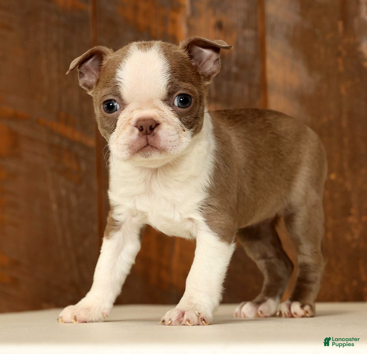 Boston Terrier dogs Reba - Ad 3