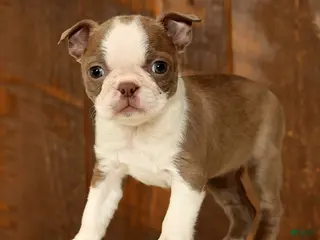 Boston Terrier dogs Reba - Ad 3