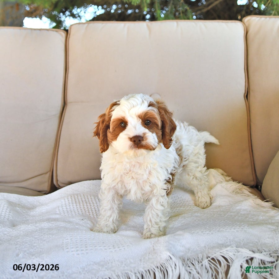 Cavapoo dogs for sale: Cooper - Ad 1