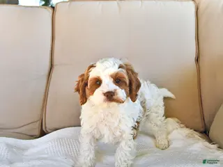 Cavapoo dogs for sale: Cooper - Ad 2