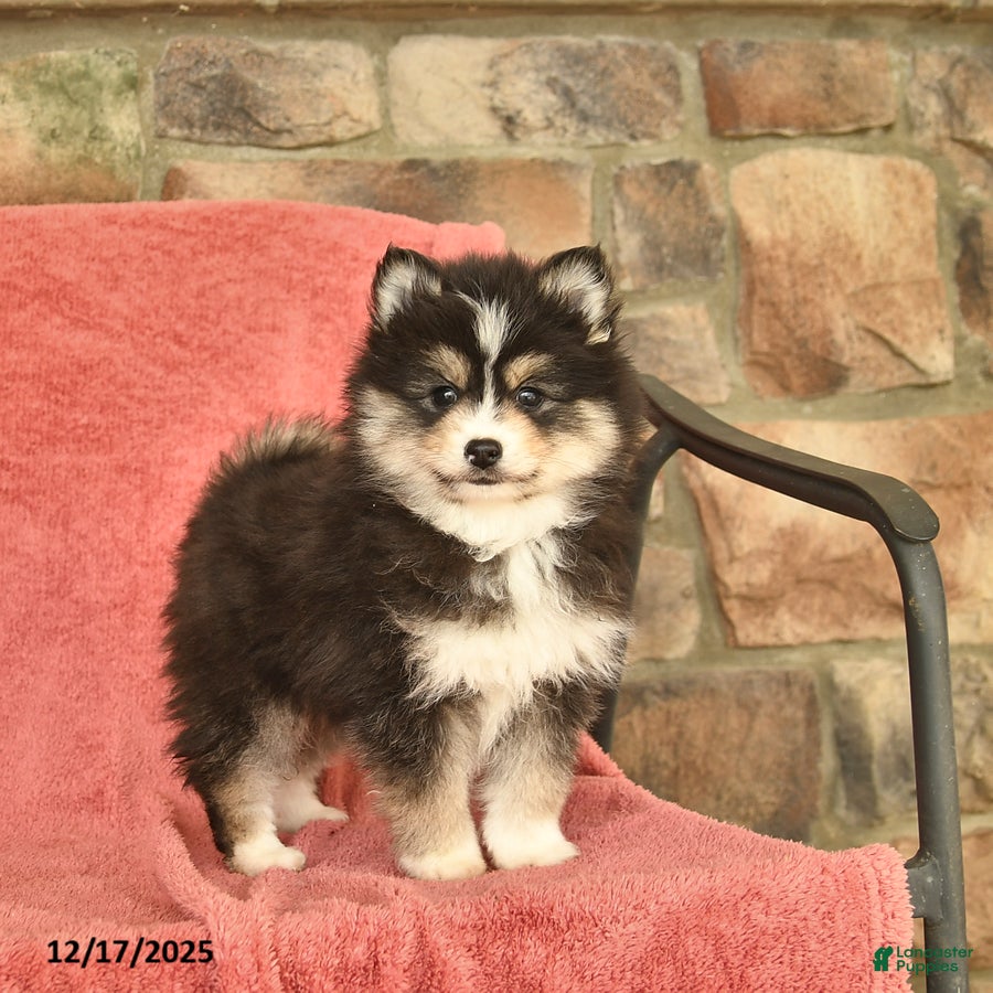 Pomsky dogs Jolly  - Ad 30