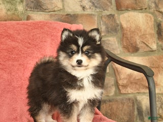 Pomsky dogs Jolly - Ad 30
