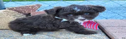 Pomapoo dogs for sale: Swiss Roll - Ad 4