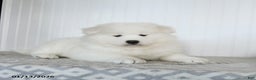 Samoyed dogs for sale: Pearl - Ad 2