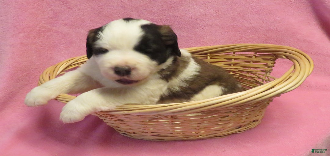 Gallery Image {{count}}