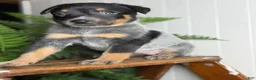 Australian Cattle Dog dogs for sale: Jada 2.0 - Ad 5