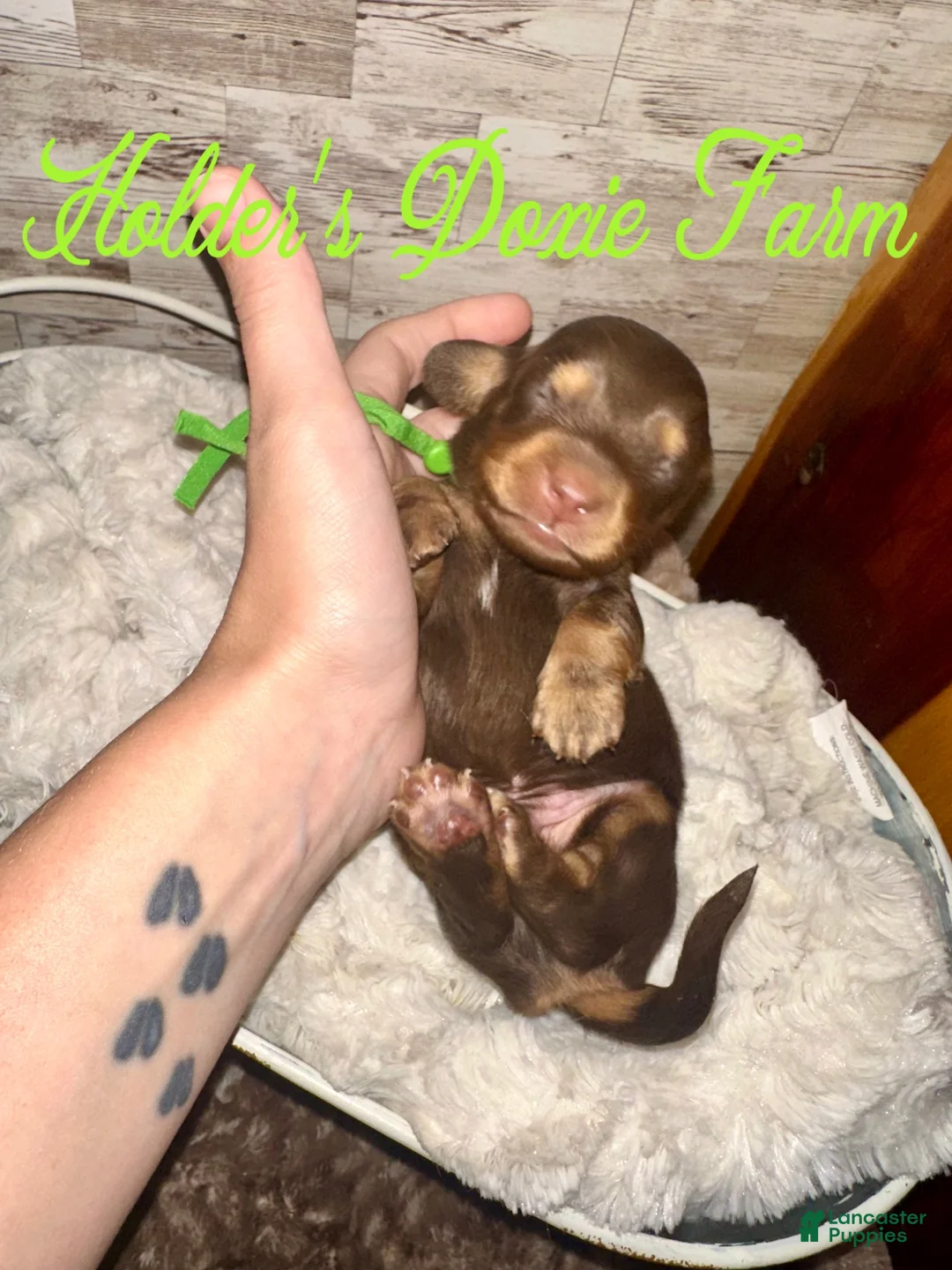 Miniature Dachshund dogs for sale: Bashful - Ad 2