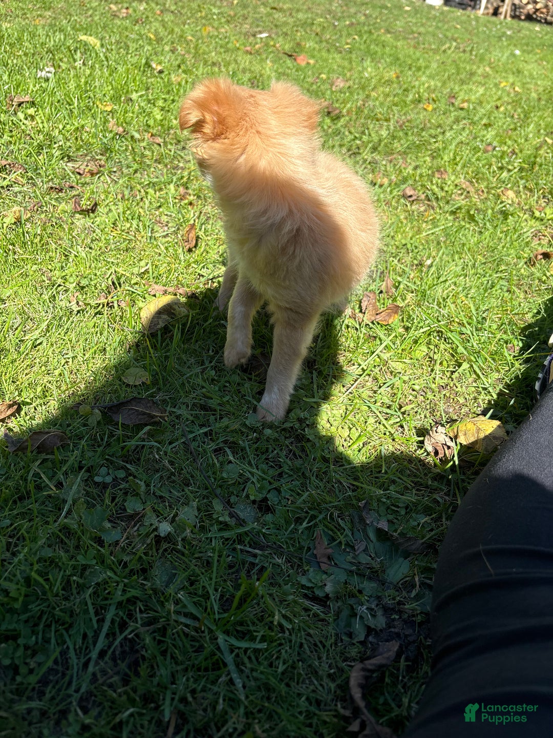 Chihuahua dogs for sale: Glitter - Ad 7