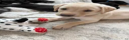 Labrador Retriever dogs for sale: Labrador Retriever - Forest Green Collar - Ad 1