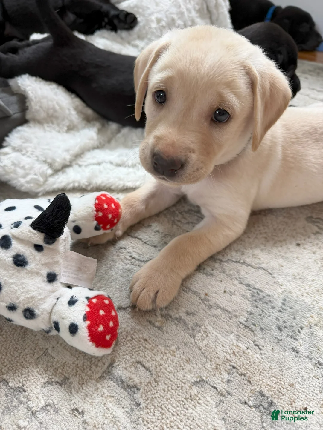 Labrador Retriever dogs for sale: Labrador Retriever - Forest Green Collar - Ad 1