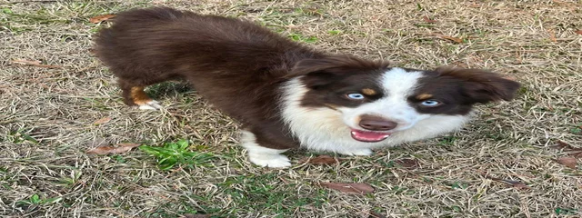 Java