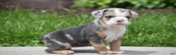 Beabull dogs for sale: Olive - Ad 9