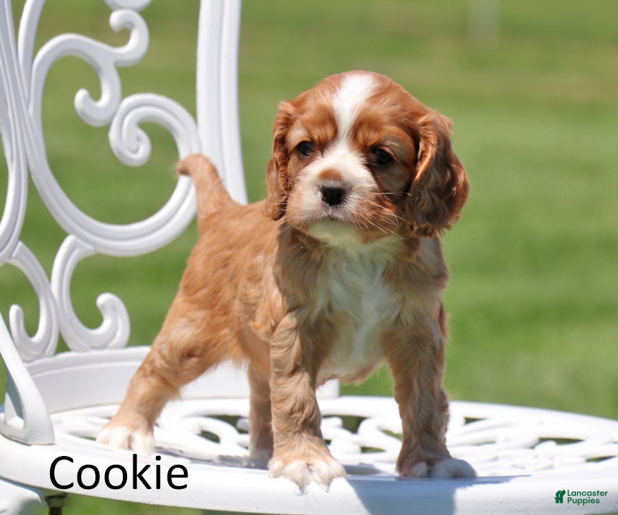 Cockalier dogs Cookie - Ad 2