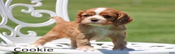 Cockalier dogs for sale: Cookie - Ad 2