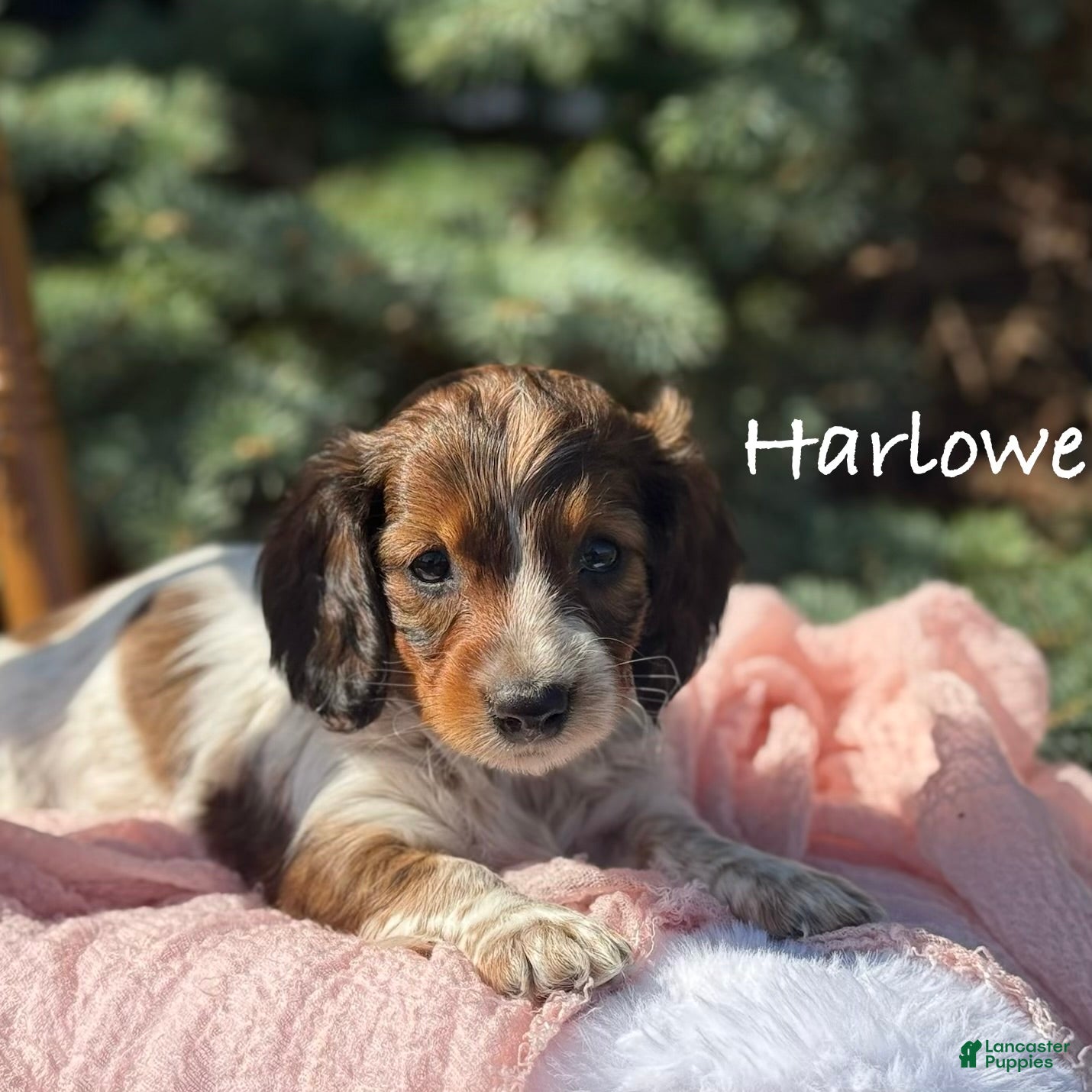 Miniature Dachshund dogs Harlowe - Ad 1