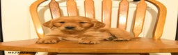 Golden Retriever dogs for sale: Bartholomew - Ad 4