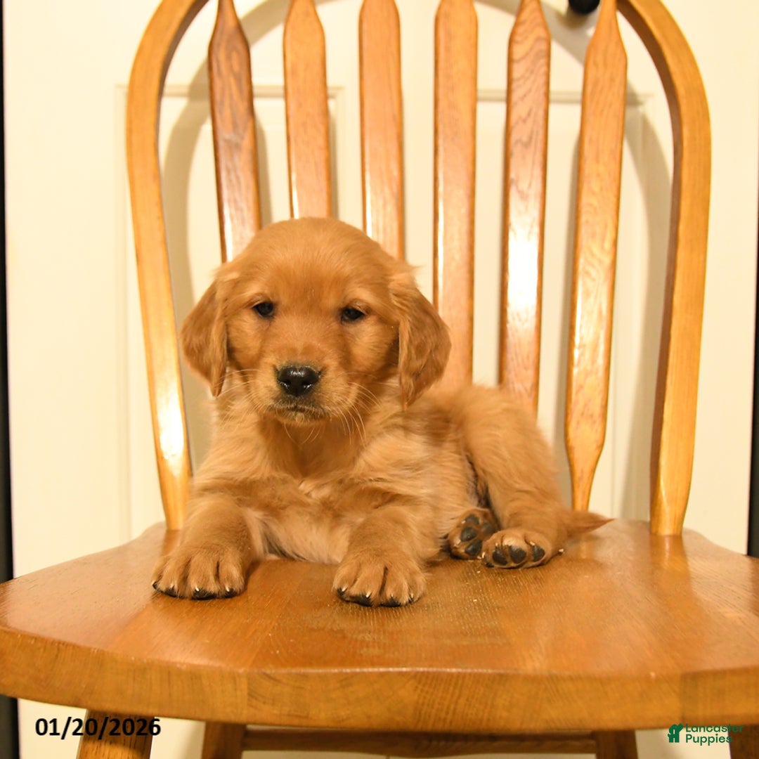 Golden Retriever dogs for sale: Bartholomew - Ad 4
