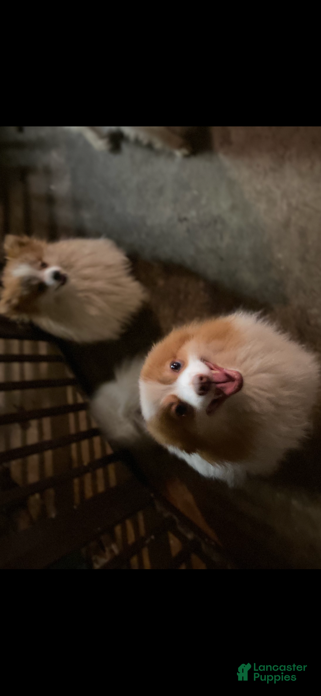 Pomeranian dogs for sale: Pomeranian Puppy 2 - Ad 6