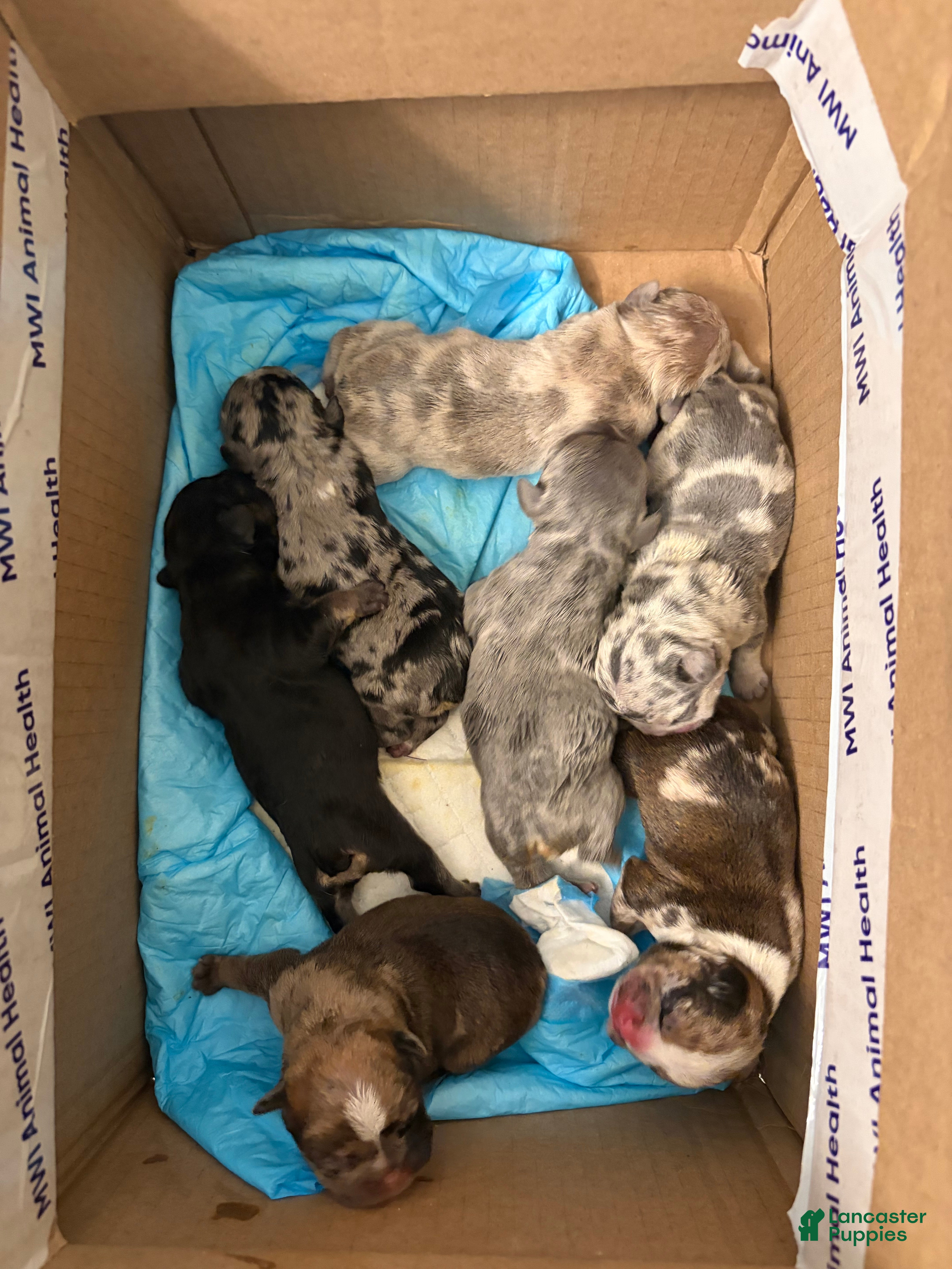 French Bulldog dogs French Bulldog 6 - Ad 13
