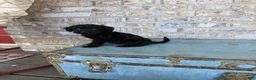 Miniature Labradoodle dogs for sale: Bella - Ad 1