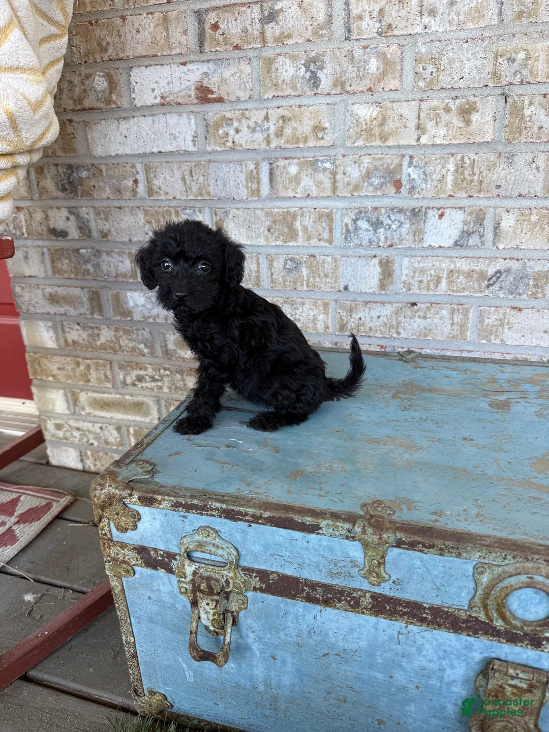 Miniature Labradoodle dogs for sale: Bella - Ad 1