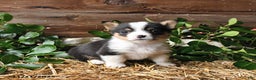 Welsh Corgi Pembroke dogs for sale: Scarlet - Ad 3