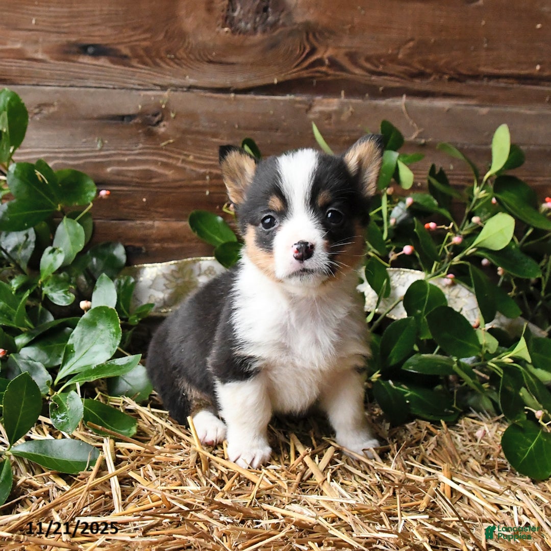 Welsh Corgi Pembroke dogs for sale: Scarlet - Ad 3