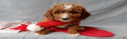 Cavapoo dogs for sale: Chester - Ad 6