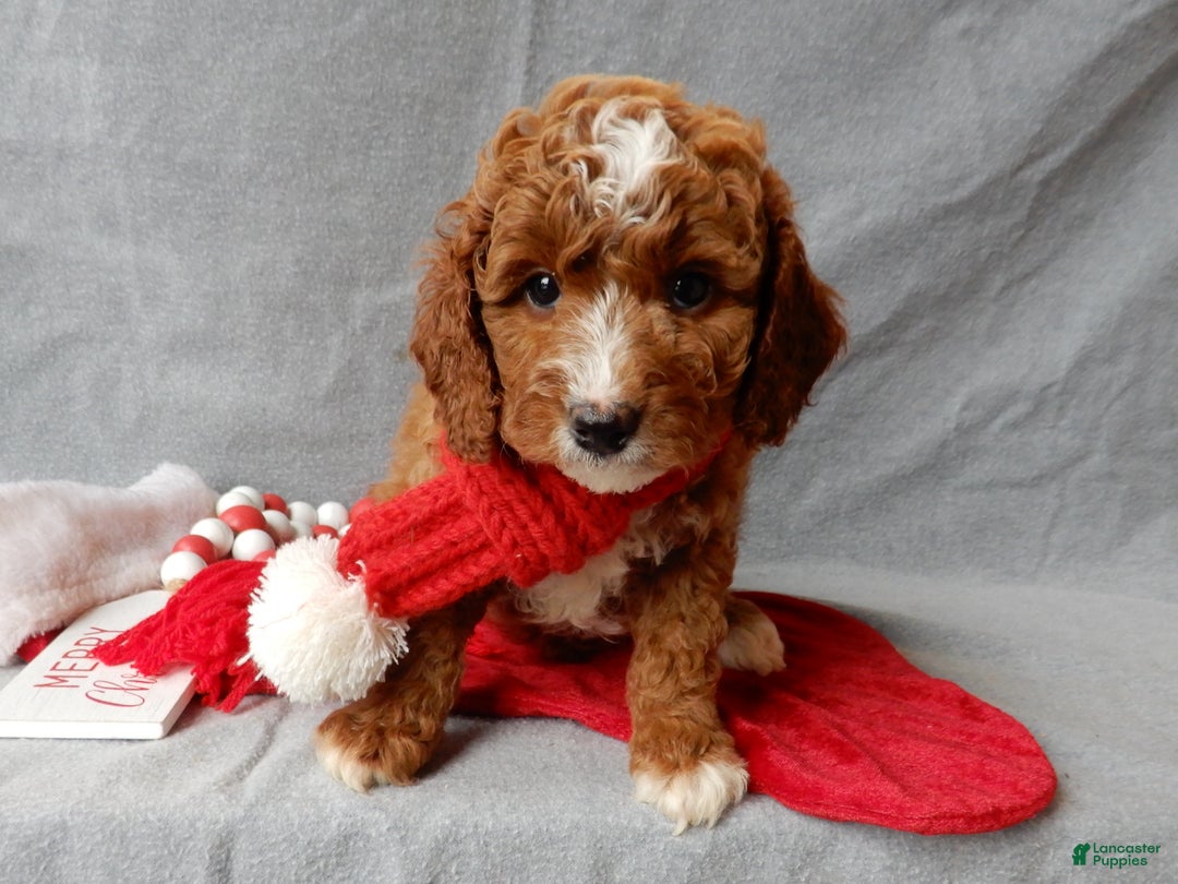 Cavapoo dogs for sale: Chester - Ad 6