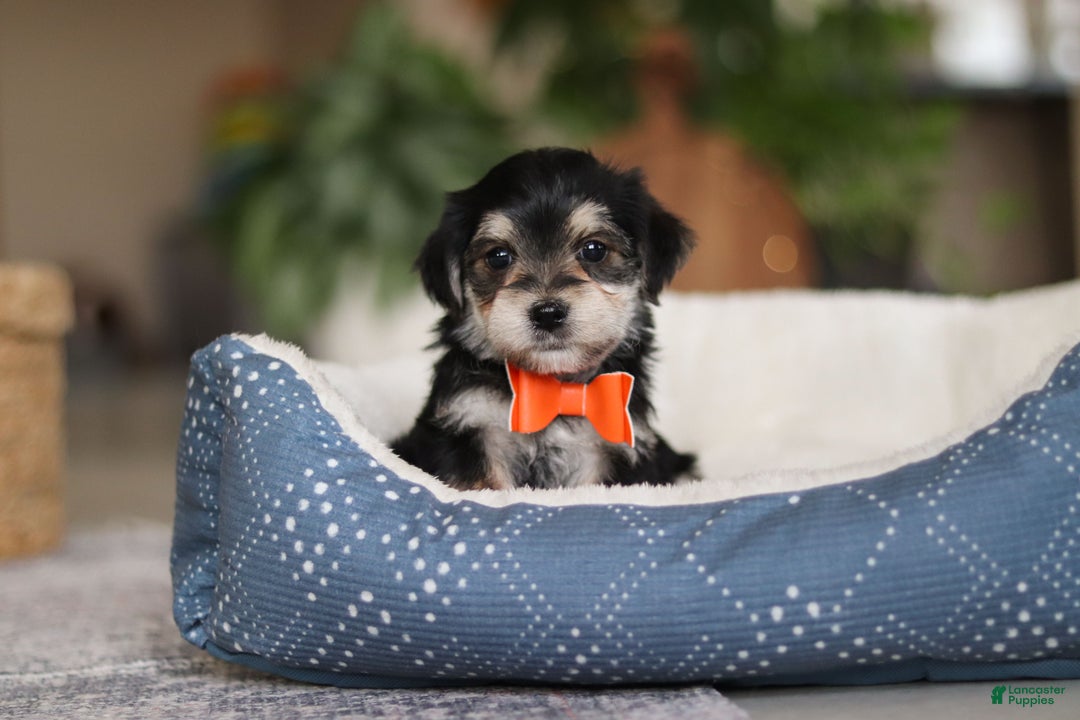 Morkie dogs for sale: Benson - Ad 11