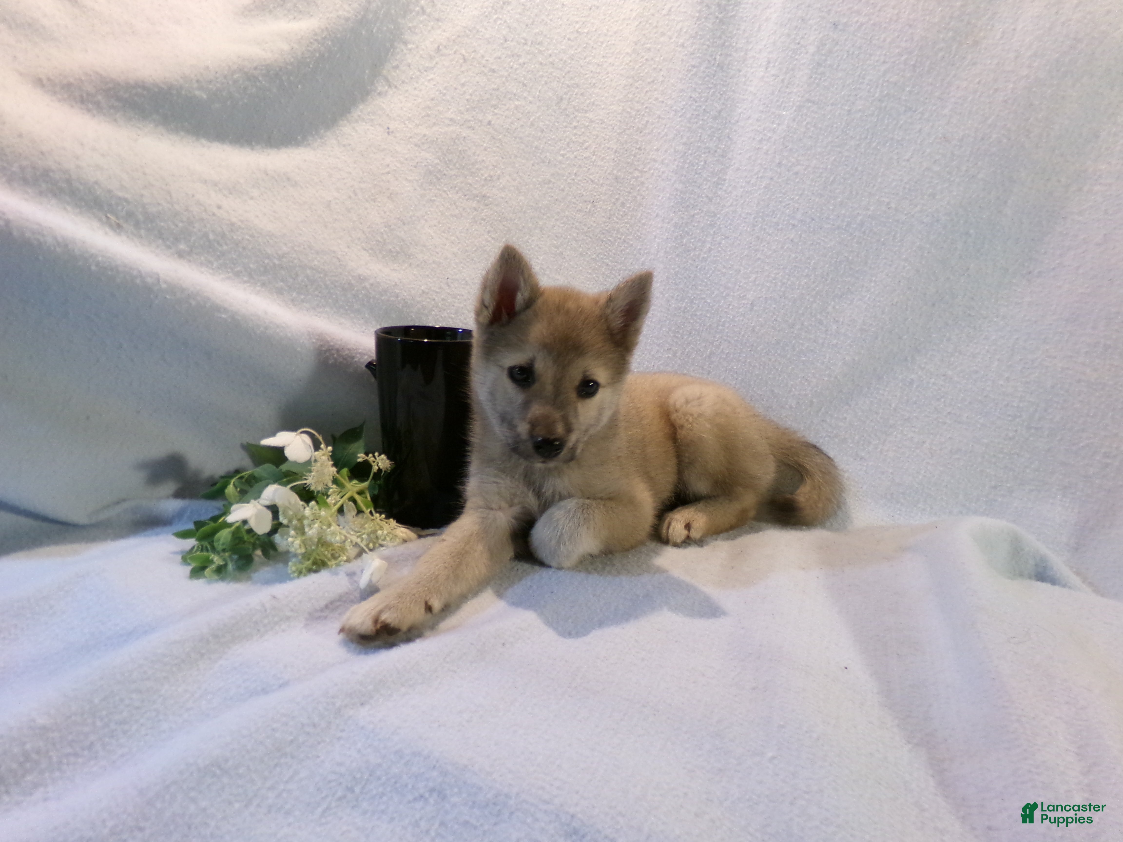 Pomsky dogs Mocha - Ad 1