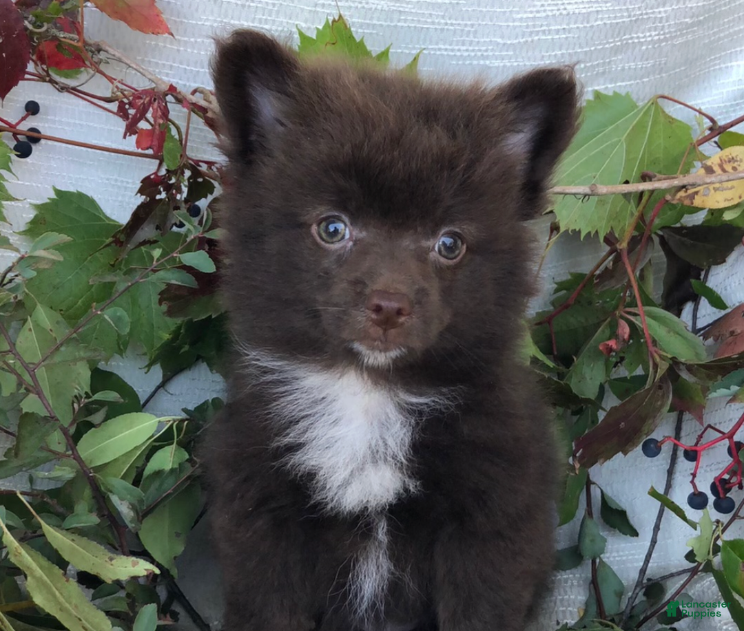 Pomapoo dogs for sale: Quin - Ad 1