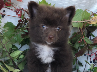 Pomapoo dogs Quin - Ad 40