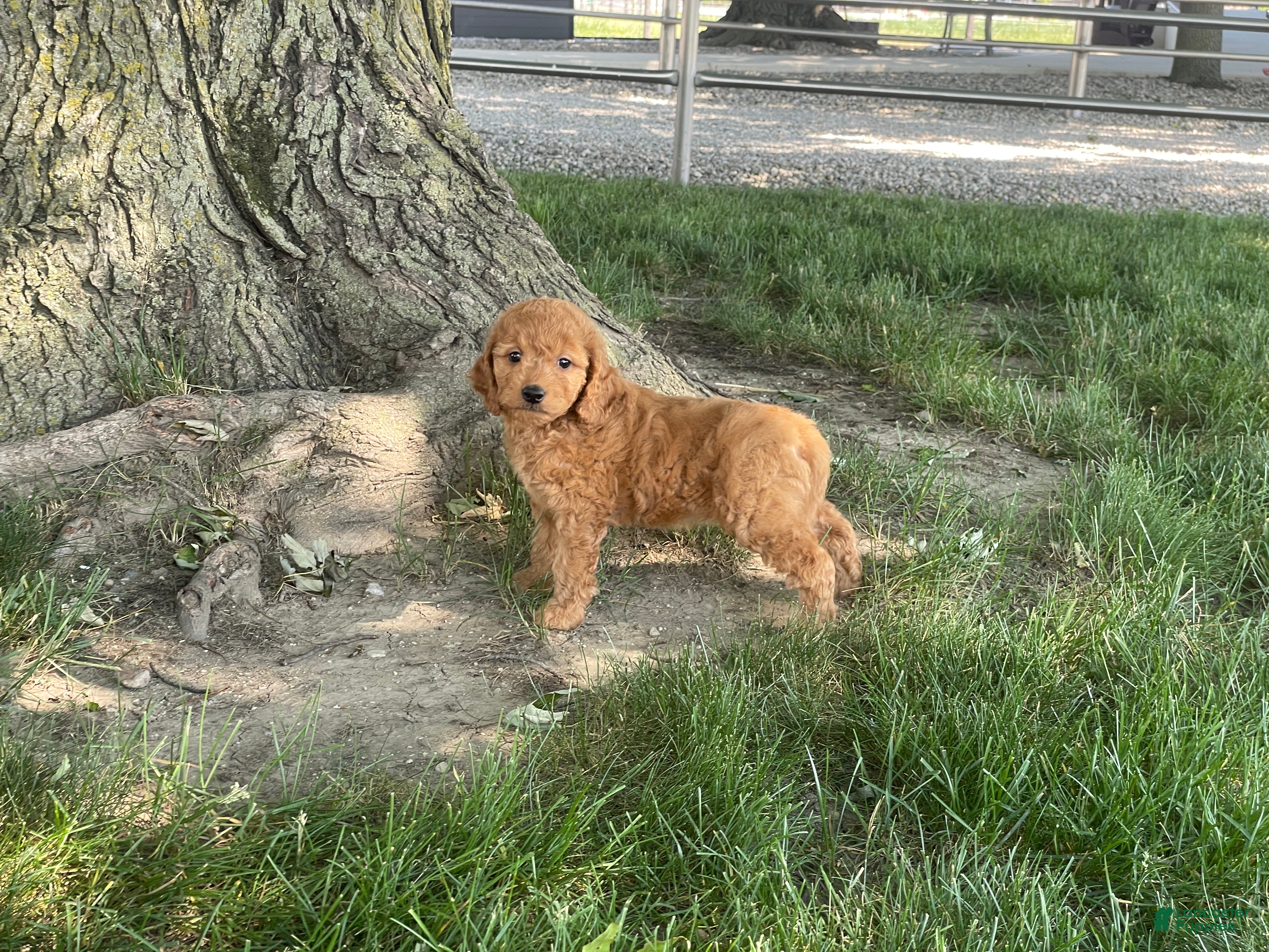 Mini Goldendoodle dogs Milie Mini Goldendoodle  - Ad 2