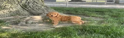Mini Goldendoodle dogs for sale: Milie Mini Goldendoodle  - Ad 2