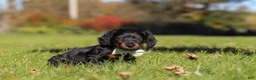 Miniature Dachshund dogs for sale: Cocktail - Ad 3