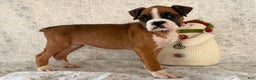 Boxer dogs for sale: Shelby - Ad 4