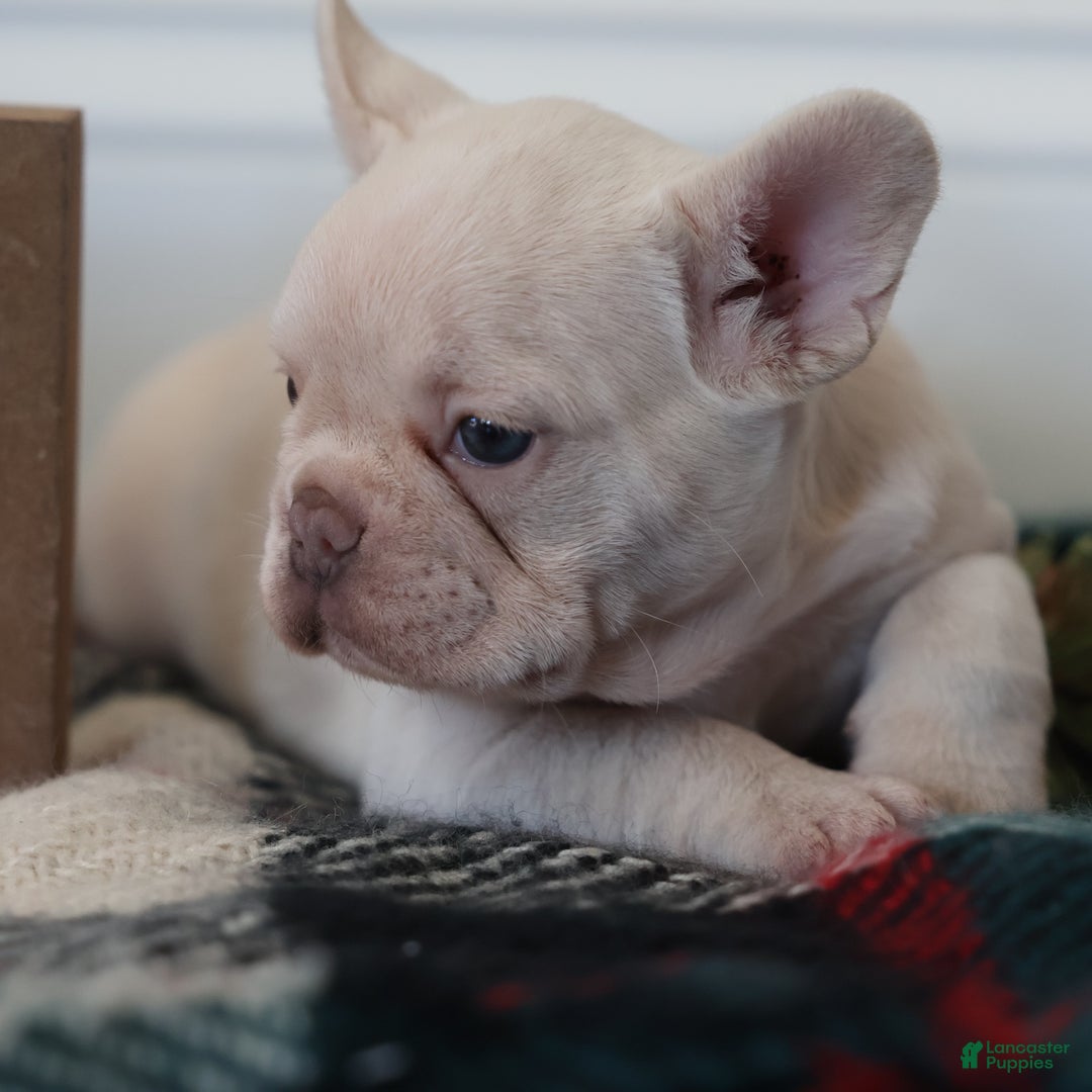 French Bulldog dogs for sale: Noel - Ad 6