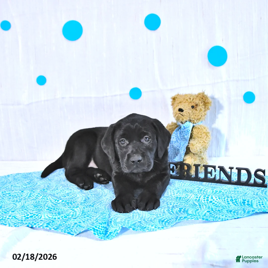 Labrador Retriever dogs for sale: Perry  - Ad 3