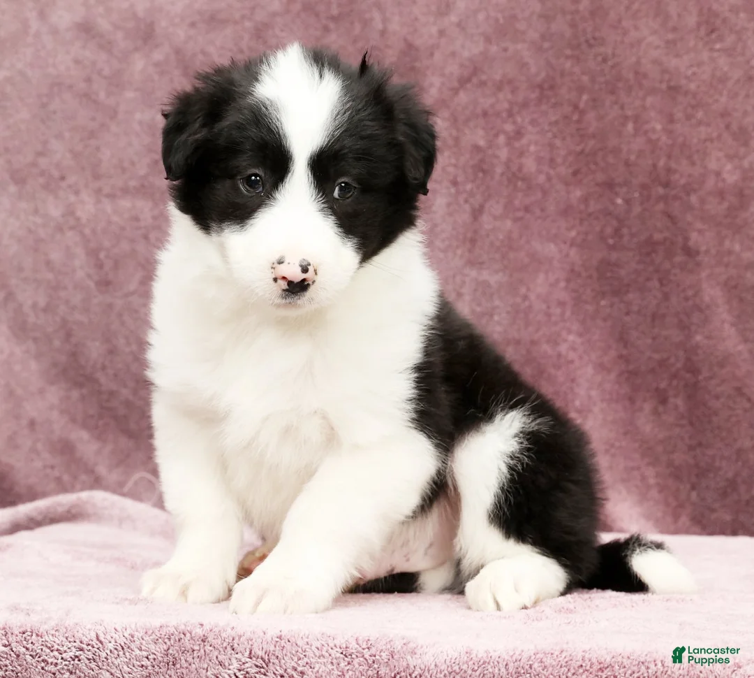 Border Collie dogs for sale: Duke - Ad 3