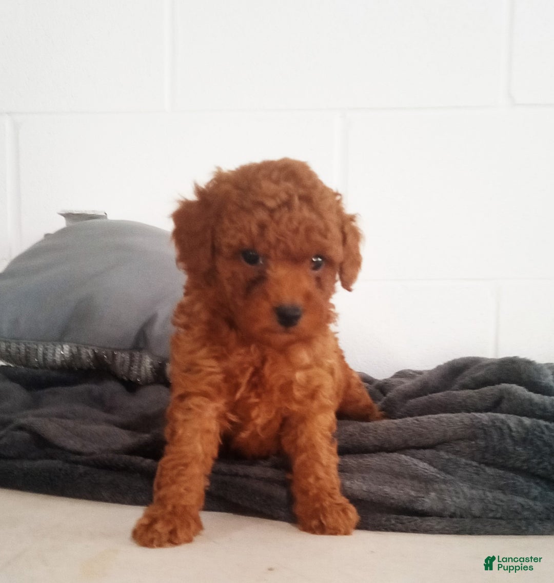 Miniature Poodle dogs for sale: Parker  - Ad 2