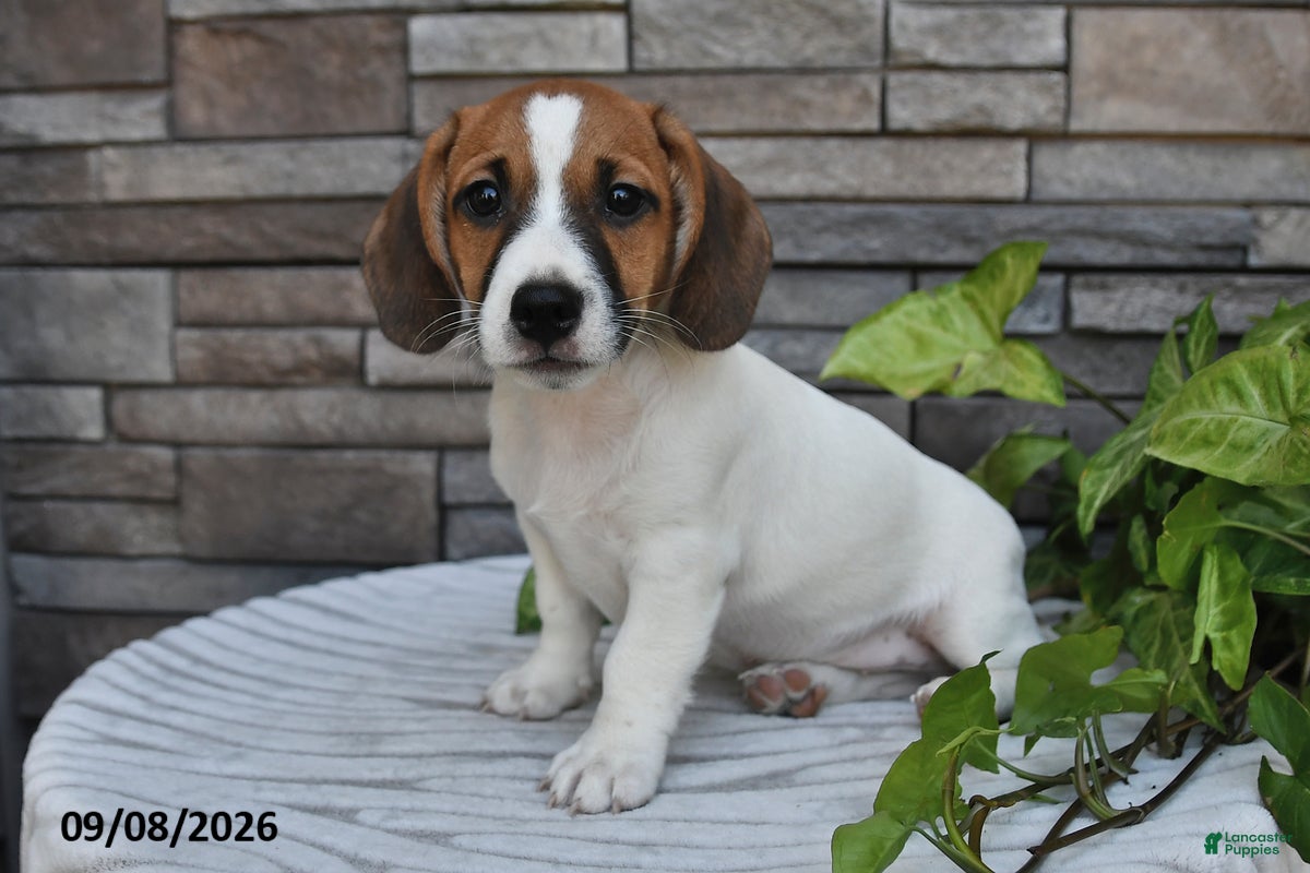 Jack Russell Terrier dogs Banjo - Ad 2