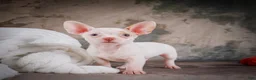 Chihuahua dogs for sale: Cole - Ad 5
